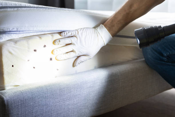 Best Affordable Pest Control Services  in Grandview, OH