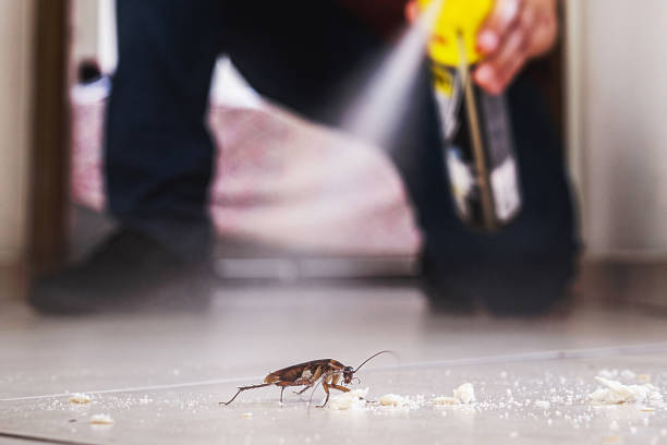 Reliable Grandview, OH Pest Control Solutions