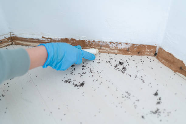 Best Flea Control Services  in Grandview, OH